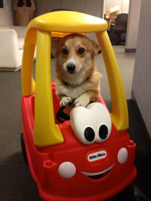 Hình ảnh Corgi hài hước — iPad Air 13 Hình nền