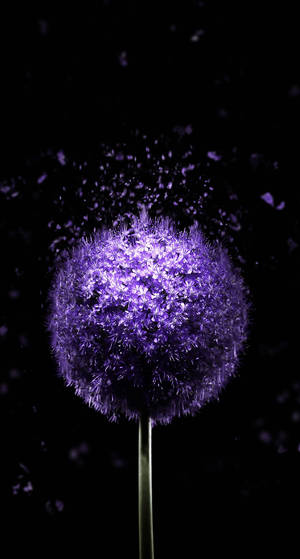 Hình nền Oled Purple Dandelion