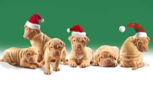 Ông già Noel hài hước bị kẹt trong ống khói — Giáng sinh vui nhộn Hình nền