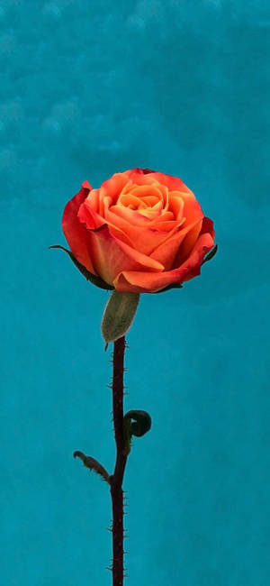 Orange Rose Flower Apple — iPhone 16 Pro Max Hình nền