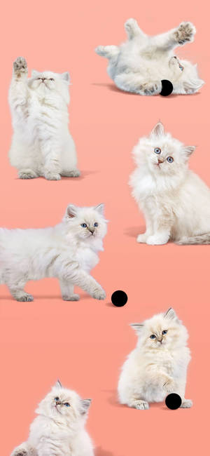 Hình nền Pixel 4 Mèo Trắng Dễ thương