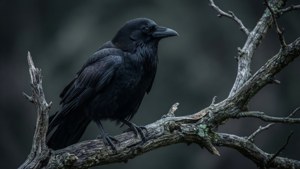 Con quạ đen theo phong cách Gothic đậu trên cành cây trụi lá, tối tăm và chi tiết. — Đen aesthetic GIF Hình nền