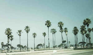 Tumblr California Desktop