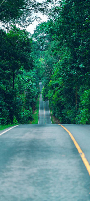 Redmi Note 10 Long Forest Road — OnePlus 11 Hình nền