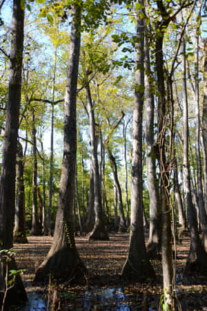 Rừng Mississippi — 森林景观 Hình nền
