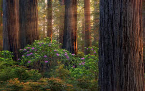 Hình nền Rừng Oregon Tím — Bình minh Hình nền