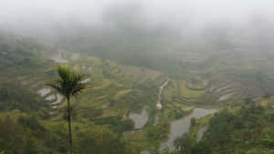 Ruộng bậc thang Banaue mờ sương ở Philippines — Thiên nhiên tươi đẹp Hình nền