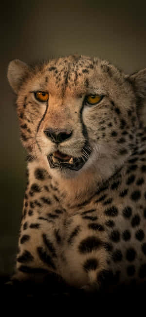 Cheetah Iphone — Huawei nova Hình nền