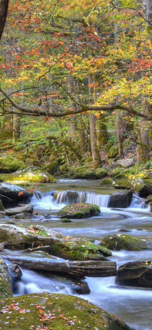 Great Smoky Mountains National Park River Rocky — Vivo X500 Hình nền