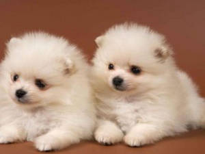 Hai Chú Cún Pomeranian Dễ Thương — Chú cún dễ thương Hình nền