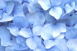 Phông nền xanh pastel — Xanh pastel Hình nền