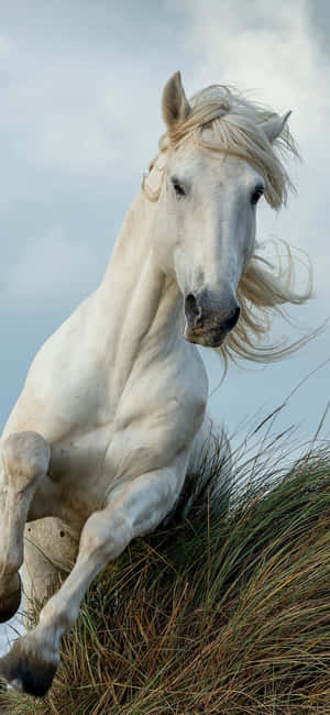Beautiful Horse iPhone — Xiaomi 18 Pro Hình nền