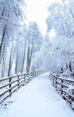 Snow Iphone — Galaxy Tab Active5 Hình nền