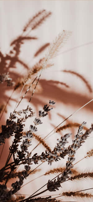 Hình ảnh phong cách màu be — Beige aesthetic GIF Hình nền