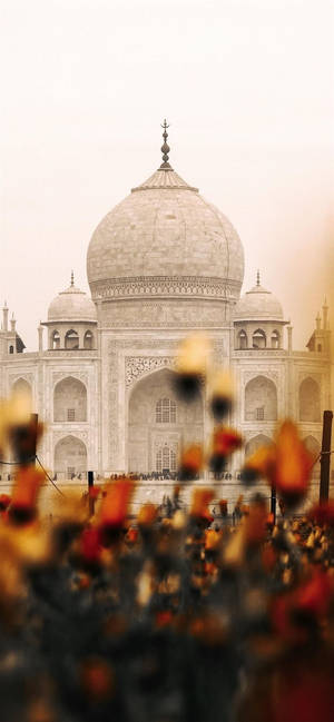 Thẩm Mỹ Ấn Độ Taj Mahal Hoa — iPhone 12 mini Hình nền