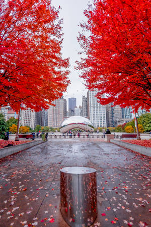 The Bean Chicago Lá Đỏ — Xiaomi Pad 8 Pro Hình nền