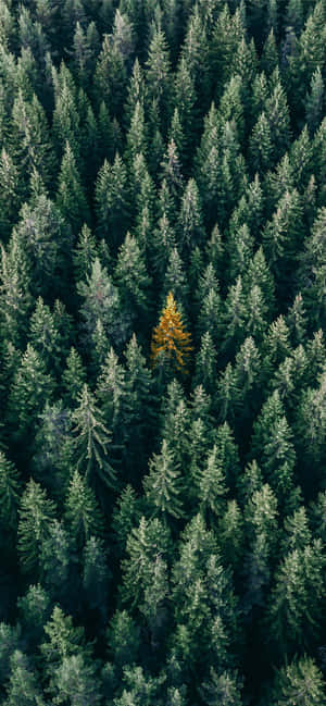 Trees Iphone — Redmi Note Hình nền