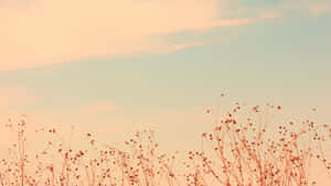 Tổ ấm với tông màu pastel — Beige aesthetic GIF Hình nền