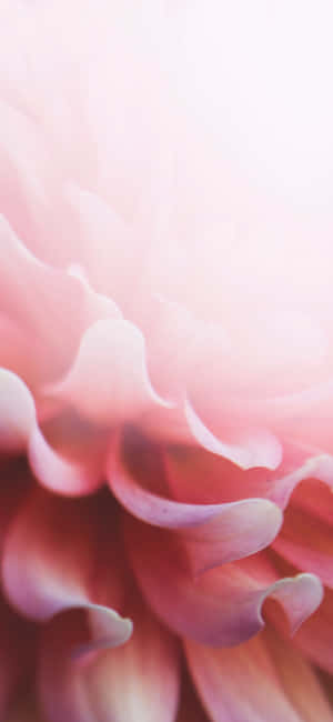 Light Pink Floral Iphone — Xiaomi 17 Pro Hình nền