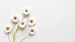 Hình ảnh Aesthetic White — Trắng tinh tế Hình nền