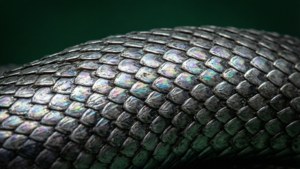 Cận cảnh tinh xảo vảy rắn Slytherin. — Thẩm mỹ slytherin Hình nền
