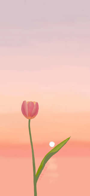 Hình nền Tulip — Realme 15x Hình nền