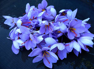 Vụ thu hoạch tinh tế của nghệ tây Crocus — Hoa đẹp Hình nền