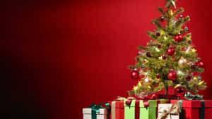 Hình nền Cây thông Noel — Cây thông Noel Hình nền
